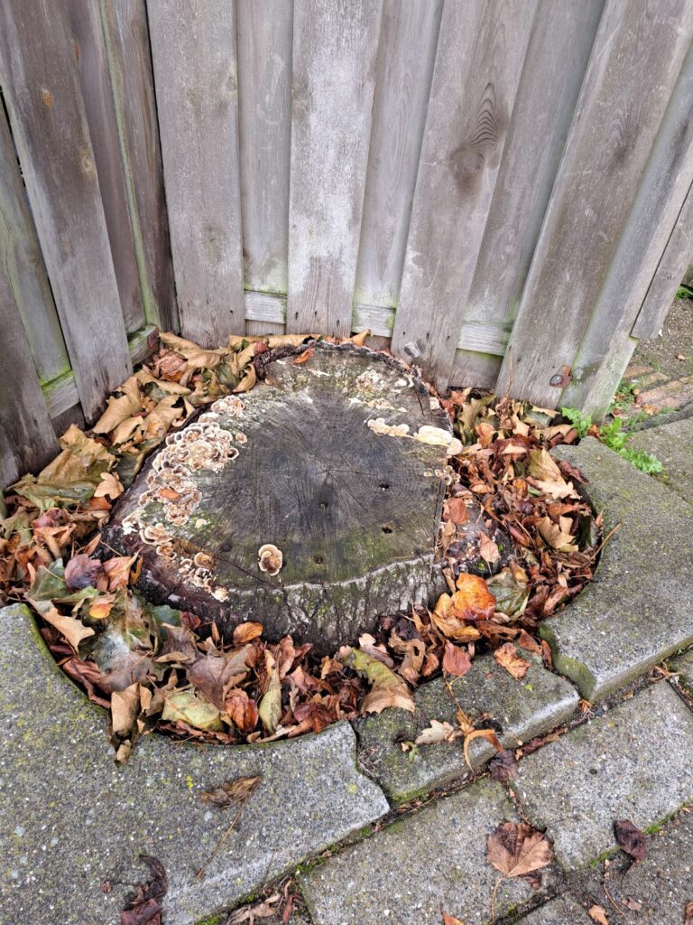 Boomstronk verwijderd bij schutting